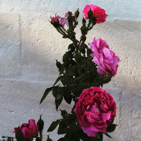 Giovannarolla House أوستوني