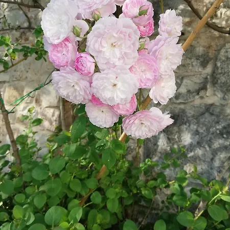 Giovannarolla House أوستوني