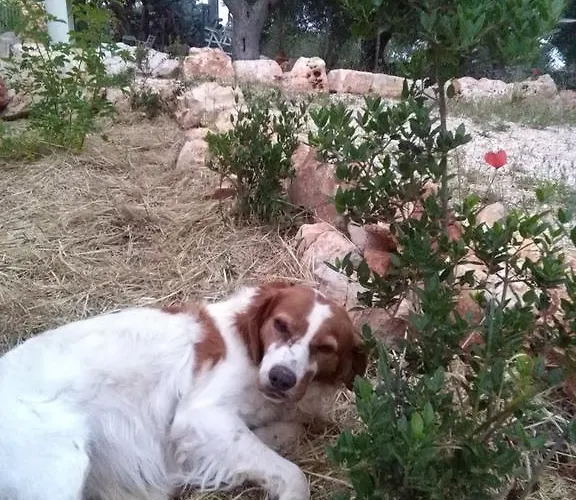 לינה וארוחת בוקר Giovannarolla House 4*